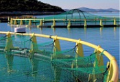 Bracket supports of floating cages for fish farming